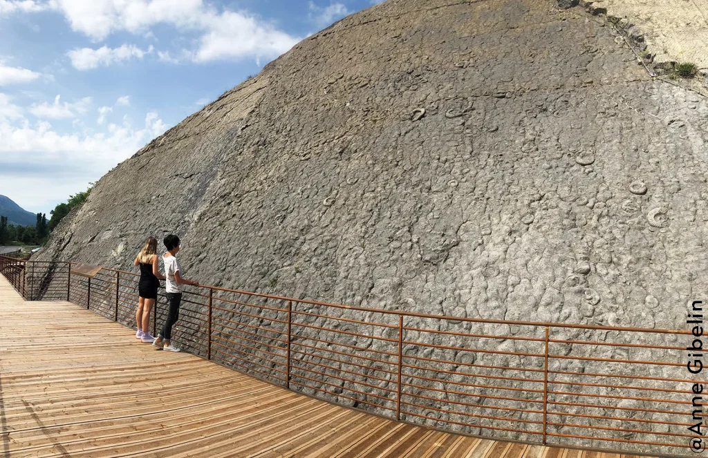 dalle-aux-ammonites-adultes-1024x663-AnneGibelin