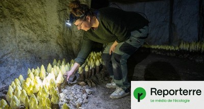Leur grotte, un « lieu magique » où ils cultivent endives et champignons
