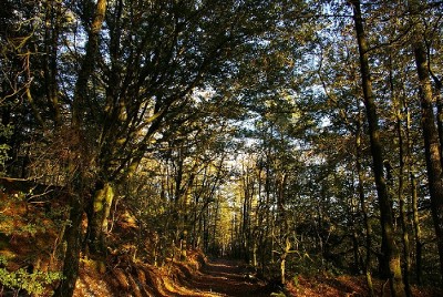 Fonds carbone et compensation carbone territoriaux volontaires – Le Cerema publie des fiches de retour d’expériences et un guide d’aide à la réflexion pour les collectivités qui veulent se lancer !