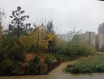 Découvrez et contribuez à la cartographie d'initiatives sur les végétaux sauvages d'origine locale dans les aménagements urbains - Plante &amp; Cité